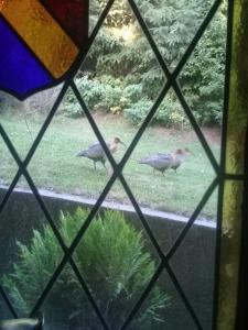 two birds walking in the grass through a window at LA Nevadita, Chalet cabin located near the center- It includes suite room with double bed and another 2 bedrooms with two singles beds- Living room fireplace, Hot water, WI-FI in Villa La Angostura