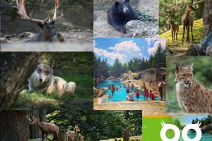 Altri animali domestici presso lo chalet o nei dintorni
