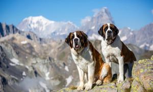 Ospiti di Le Passage con animali domestici