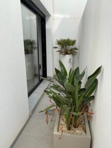 Zdjęcie z galerii obiektu Casa 34 w mieście Guardamar del Segura