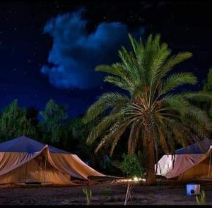nachts eine Palme vor den Zelten in der Unterkunft Hotel Pansy in Qaşr Ghīlān
