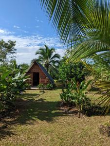 una pequeña casa en un campo con una palmera en Bewak CR, en Tortuguero