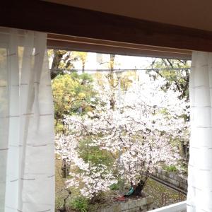 a window view of a tree with white flowers at Third&Place Namba_Ashiharabashi/芦原橋 in Osaka