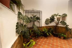 Zahrada ubytování Precioso piso de 3 dormitorios, cocina y 1 baño