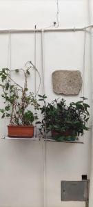 tres plantas están colgando en una pared en La Chianca en Putignano