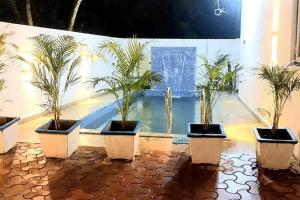 a group of five potted plants in a room at Siolim 6bhk Private Villa with Private Pool close to Anjuna Vagator in Siolim
