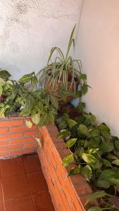 a bunch of plants sitting on a brick wall at Casa Bonita Barrio Sur in Santa Fe