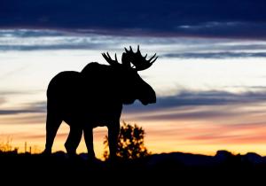 Wildlife Panorama Lofoten