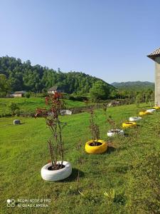 a group of potted plants in a field at Xanbulan_Home 