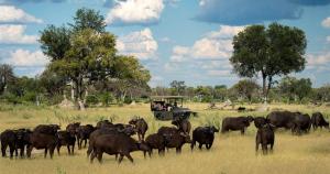 un troupeau de bovins herbivores dans un champ d’animaux dans l'établissement BJ&T Vacation Homes, à Kasane