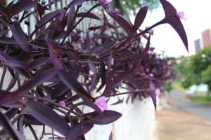 una planta con flores púrpuras en una olla blanca en Pousada Oliveira, en Foz do Iguaçu