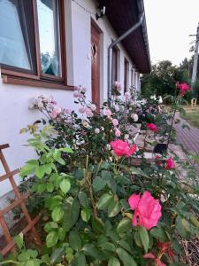 a bunch of pink roses in front of a house at Cichosza - The Sound Of Silence in Białowieża