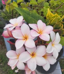 un bouquet de fleurs roses et blanches dans un pot dans l'établissement Raihei Auberge de jeunesse Chez l'habitant à Bora Bora, à Bora Bora