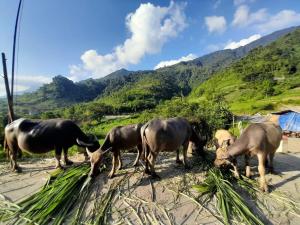 een groep dieren die gras eten op een strand bij Ha Giang Donkey hostel in Ha Giang