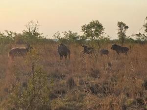 a herd of elephants walking through a field at Nyani Lodge Dinokeng in Pretoria