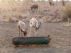 three animals drinking water from a green bowl at Nyani Lodge Dinokeng in Pretoria