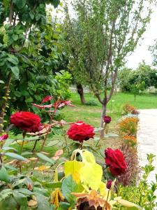 a garden with red flowers in a yard at Meti Guest House in Krujë