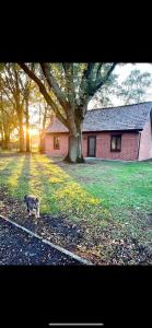 a cat standing in front of a house with a tree at The Cottage in Bocholt