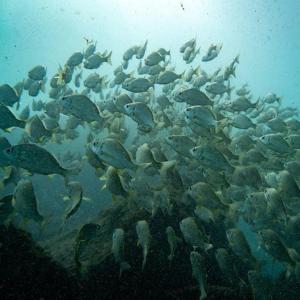 a large group of fish in the water at Apartamento Playa de Mendez in Alcalá