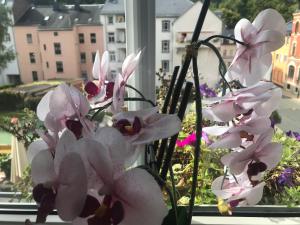 un montón de flores de opio sentadas en el alféizar de la ventana en Apartment Enno, en Auerbach