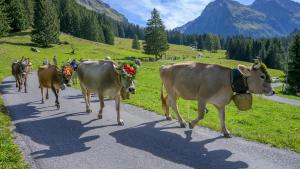 Altri animali domestici presso l'hotel o nei dintorni