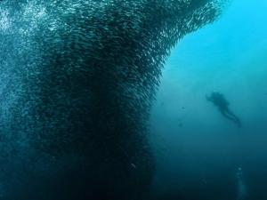 a person swimming in the ocean next to a group of fish at A&C Aquino's Guesthouse & Motorbike Rental - Moalboal in Moalboal
