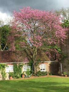 a flowering tree in front of a brick house at Beautiful Somerset Cottage with garden views. in Bruton