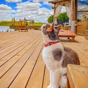 a cat sitting on a deck looking up at a playground at Tedesco Eco Park in São Francisco de Paula
