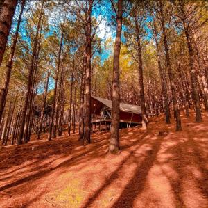 a cabin in the middle of a forest with trees at Tedesco Eco Park in São Francisco de Paula