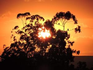 Una puesta de sol detrás de un árbol con pájaros. en Um paraiso em meio à cidade, en Campinas