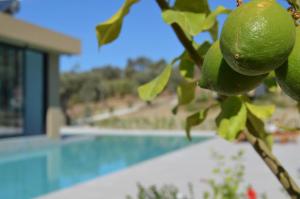 a lime hanging from a tree in front of a pool at O Mikros Kosmos Hotel Resort - Adults Only in Sívas