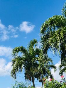 two palm trees in front of a blue sky at cottage SOUL MATE in Nagura