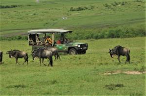 Billede fra billedgalleriet på Castel Mara Camp i Masai Mara