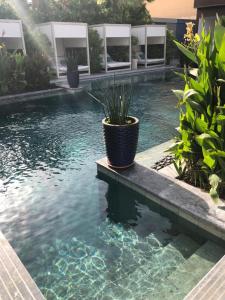 利雅德的住宿－Dana Hotel & Residences 2，水中种有盆栽植物的游泳池