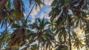 um grupo de palmeiras contra um céu nublado em Orange Sky Inn em Canacona