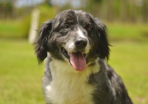 un perro blanco y negro con la lengua fuera en Hotel Acqua Lokos, en Capão da Canoa