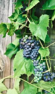 a bunch of blue grapes hanging on a vine at Bliska Wioska- Dom 