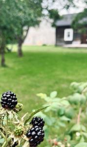 Zahrada ubytování Bliska Wioska- Dom