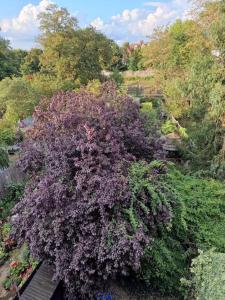 a purple bush in the middle of a garden at London Sky Home - stunning 3 bed apt in the Sky in London