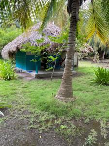 a palm tree in the middle of a lush green field at Eco Hotel Las Palmeras in Isla Grande