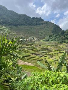 a view of a field with mountains in the background at BATAD Rita's Mount View Inn and Restaurant in Banaue