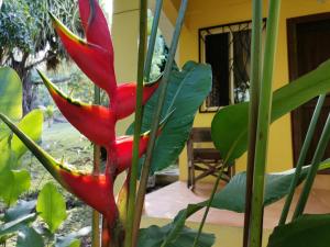 un fiore rosso nel mezzo di una pianta di Mira Olas Cabins a Pavones