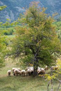 a herd of sheep standing under a tree at Etno Village Vojnik in Šavnik