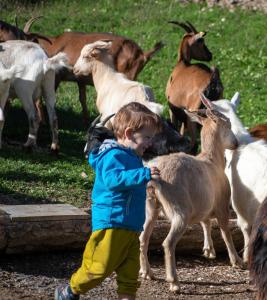 um rapaz a brincar com uma manada de cabras em Etno Village Vojnik em Šavnik