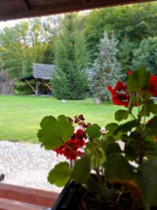 Ảnh trong thư viện ảnh của Siedlisko Lubicz Stara Chata Kazimierz Dolny ở Kazimierz Dolny +37 ảnh