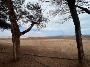 two trees in the middle of a field with a fence at Garajonay in Puerto del Rosario +2 photos