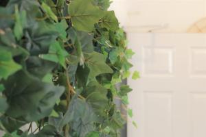 カーディフにあるFitzroy Terrace by Property Promiseの壁に緑葉植物