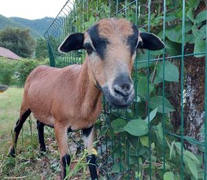 Άλλα ζώα σε αυτό το κάμπινγκ ή στη γύρω περιοχή