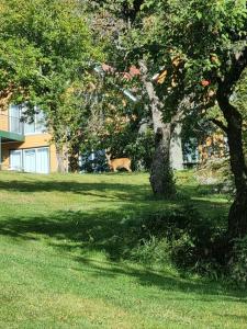 un campo con due alberi e un edificio di Hausvikstranda a Lyngdal