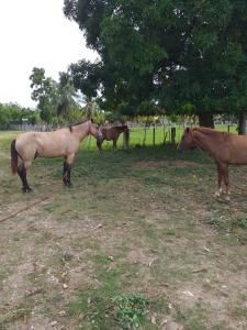 three horses standing in a field near a tree at El Cabarete Boutique Hotel in Cabarete